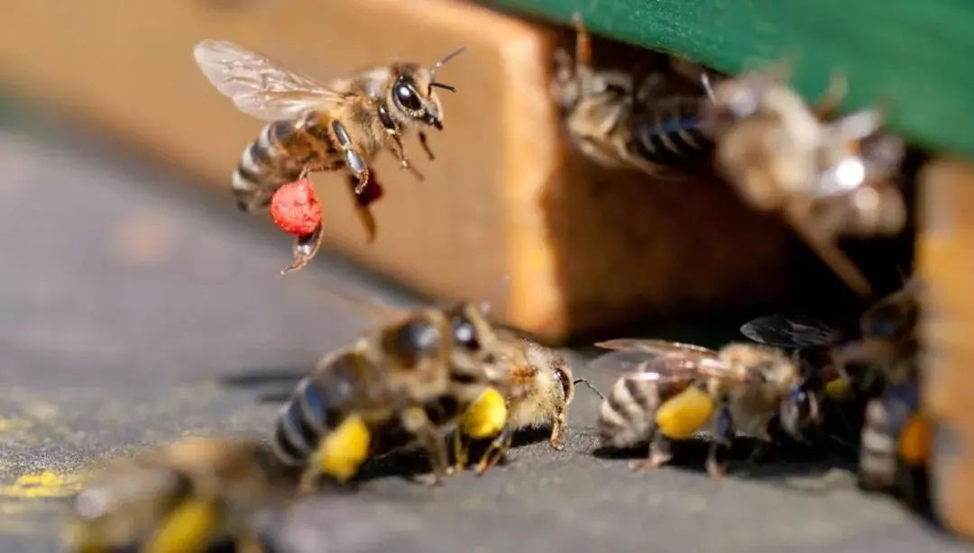 Sweet Mysteries in Nature | A Mysterious Journey of Bees and Flowers