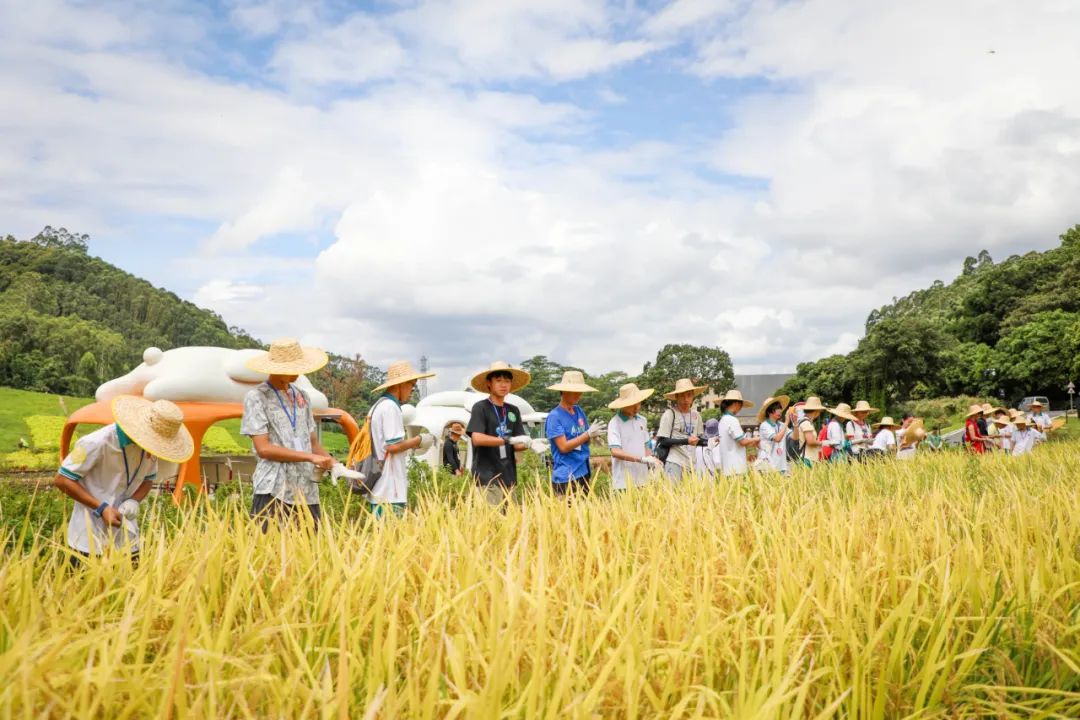 Paddy Harvest Festival | Guangzhou primary and secondary school labor practice experience activities, sharing harvest in the field